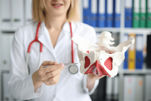 the womens bladder doctor masterclass: anatomy